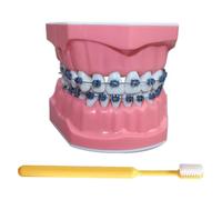 LKYLVEE Modelo de Dientes para Educación - Modelo de Demostración de Ortodoncia Dental - Incluye Cepillo de Dientes, Suministros de Educación Dental