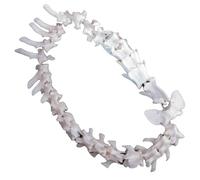 LKYLVEE Modelo de Hueso de Esqueleto de Esqueleto de Perro Anatómico Canino Decoración de Hueso de Esqueleto de Animal para exhibición Laboratorio Enseñar Veterinaria,Blanca,36cm