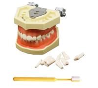 LKYLVEE Modelo de Implante Dental - Modelo de Dientes Typodont - para Practicar Técnicas Restaurativas, con un Destornillador Pequeño,with 28 Removable Teeth,8cm