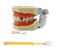 LKYLVEE Modelo de Implante Dental - Modelo de Dientes Typodont - para Practicar Técnicas Restaurativas, con un Destornillador Pequeño,with 32 Removable Teeth,8cm