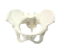 LKYLVEE Modelo de Pelvis Anatómicamente Correcto - Modelo de Pelvis Masculina Anatómica - Réplica de la Anatomía Pélvica Humana para Educación Médica,Female