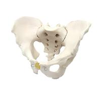 LKYLVEE Modelo de Pelvis Anatómicamente Correcto - Modelo de Pelvis Masculina Anatómica - Réplica de la Anatomía Pélvica Humana para Educación Médica,Male