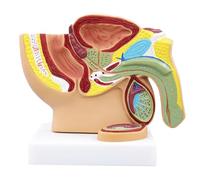 LKYLVEE Modelo de Pelvis Humana - Modelo de sección sagital Mediana - Pelvis, útero, vejiga, perineo, anatomía genital Modelo para la Herramienta de enseñanza de Ciencias,Male,17cm