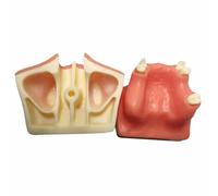 LKYLVEE Modelo de Práctica de Elevación del Seno Maxilar - Modelo de Práctica de Implante Dental - Gran Diente de Entrenamiento Dental para la Práctica de Implantes Dentales,Flesh,8cm