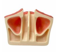 LKYLVEE Modelo de Práctica de Elevación del Seno Maxilar para Implante Dental, Modelo Básico de Entrenamiento en Implantes con Encías Blandas para Práctica, Enseñanza, Demostración y Estudio,Flesh,8cm