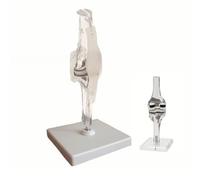 LKYLVEE Modelo de Rodilla Cartílago Artificial Modelo de Articulación de Rodilla Prótesis Modelo de Reemplazo de Rodilla Modelo de Menisco,C,15cm