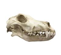 LKYLVEE Modelo Dental de mandíbula de cráneo Animal Modelo de Dientes orales de tipodonte para decoración de educación de consultorio Veterinario canino Demostrar,Wolf,Life Size
