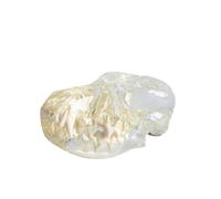 LKYLVEE Modelo dental transparente para perro y gato, mandíbula de conejo canina, visualización educativa, herramienta anatómica de demostración de dientes, cabeza de perro