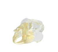 LKYLVEE Modelo dental transparente para perro y gato, mandíbula de conejo canina, visualización educativa, herramienta anatómica de demostración de dientes, cabeza de conejo