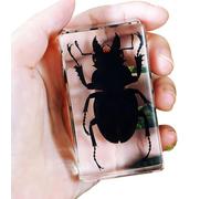 LKYLVEE Specímenes Reales de Escarabajo Ciervo Pisapapeles de Resina Insecto Natural Especimen Escarabajo Verdadero Colección de Taxidermia para Especímenes de Aula de Ciencias,A8