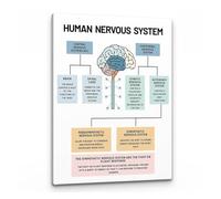 LLBOGRGGN Counseling Office Wall-Art: Neuroscience Mental Health Poster Featuring Brain Anatomy, Therapist & Social Worker Decor, Psychology Print(12x18inch(30x45cm),Unframed)