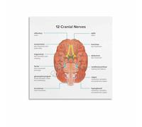 LLBOGRGGN Cranial Nerves Educational Poster Set of 12 Brain Anatomy Canvas Print Wall-Art for Neurology Study Home or Office Decor(Framed,08x12inch(20x30cm))