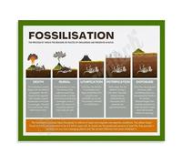 LLBOGRGGN Detailed Fossilisation History Educational Poster Canvas Painting Wall-Art for Museum Gift Shop Decor(Framed,12x18inch(30x45cm))