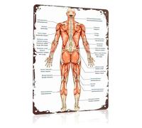 LLBOGRGGN Human Muscular System Anatomy Vintage Metal Sign Educational Wall-Art Poster for Doctor Clinic Gym Classroom Study Room 8 X 12 inch