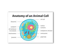 LLBOGRGGN Science Biology Poster Anatomy of an Animal Cell Educational Canvas Wall-Art Print for School Classroom Home Office Decor(Unframed,12x18inch(30x45cm))