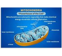 LLBOGRGGN Science Biology Poster Functions of Mitochondria Chart Educational Wall-Art for Teachers Students Classroom Decor(Framed,08x12inch(20x30cm))