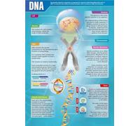 LLBOGRGGN Science DNA Poster Genetics Chart Classroom Wall-Art Decor for Middle School High School Biology Homeschool Learning(12x18inch(30x45cm),Framed)