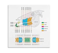 LLBOGRGGN Veterinary Equine Chart Poster Horse Anatomy Reference Guide Canvas Wall-Art for Barn Office Clinic Wall Decor(Framed,12x18inch(30x45cm))
