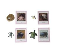 LLTCMYGS Ciclo de Vida y Tarjetas de la Tortuga Montessori, SIDA para la enseñanza de Idiomas para el Proceso de Crecimiento de Las Tortugas