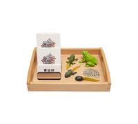 LLTCMYGS Conjunto de Juguetes Modelo del Proceso de Crecimiento de la Rana Montessori, Material didáctico de lenguaje para Preschool