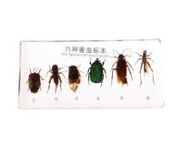 LLTCMYGS Espécimen de Resina de Insectos de Plaga Montessori Que enseña el SIDA, SIDA de enseñanza científica y Suministros