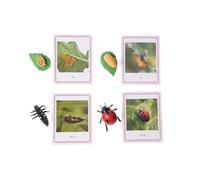 LLTCMYGS Montessori Ladybug Crecimiento Enseñanza de Idiomas SIDA, Modelo Ladybug Conjunto Correspondiente
