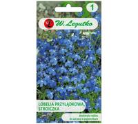 Lobelia del Cabo, Stroiczka - azul