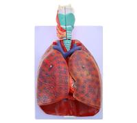 Lodoot Modelo anatómico de pulmón humano para estudio, modelo de garganta pulmonar cardíaca muestra detalles de la tráquea pulmonar