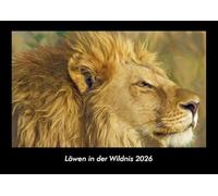 Löwen in der Wildnis 2026 Fotokalender DIN A3: Monatskalender mit Bild-Motiven aus Religion, Kirche, Ruhe und Heiligtum