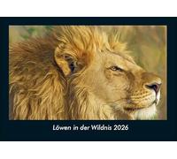 Löwen in der Wildnis 2026 Fotokalender DIN A4: Monatskalender mit Bild-Motiven aus Religion, Kirche, Ruhe und Heiligtum