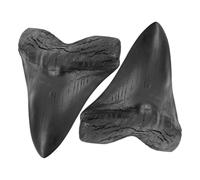 LOLIPPYY 2 Piezas Réplicas de Dientes de Megalodón Gigantes Adornos Realistas para Decoración de Mesa de Modelo Fósil Prehistórico Ligero y Detallado