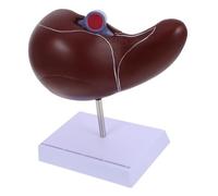 LOLIPPYY Anatómico de Hígado con Base Enseñanza Médica Detalle Realista y Estructura para Formación Laboratorio y Aula