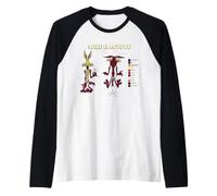 Looney Tunes Wile E. Coyote Retro Color Code Camiseta Manga Raglan