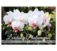 L'orchidée Phalaenopsis (Calendrier mural 2027 DIN A2 vertical), CALVENDO calendrier mensuel: Le Phalaenopsis est la star incontestée des orchidées