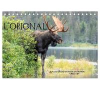 L'ORIGNAL, LE PLUS GRAND CERVIDÉ DU MONDE (Calendrier de bureau 2026 DIN A5 vertical), CALVENDO calendrier mensuel: 13 Photographies du plus grand cervidé des forêts d'Amérique du Nord