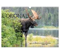 L'ORIGNAL, LE PLUS GRAND CERVIDÉ DU MONDE (Calendrier mural 2025 DIN A3 vertical), CALVENDO calendrier mensuel: 13 Photographies du plus grand cervidé des forêts d'Amérique du Nord