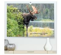 L'ORIGNAL, LE PLUS GRAND CERVIDÉ DU MONDE (Calendrier mural 2026 DIN A2 vertical) calendrier de bureau: 13 Photographies du plus grand cervidé des forêts d'Amérique du Nord