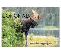 L'ORIGNAL, LE PLUS GRAND CERVIDÉ DU MONDE (Calendrier mural 2027 DIN A2 vertical), CALVENDO calendrier mensuel: 13 Photographies du plus grand cervidé des forêts d'Amérique du Nord