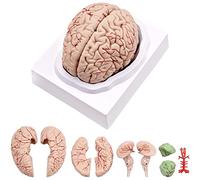 Losueeun Cerebro humano, modelo de anatomía del cerebro humano en , tamaño con base de visualización, para enseñanza de ciencias y enseñanza de ciencias, pantalla B
