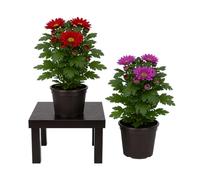 Lote de 2 Plantas Chrysanthemum Crisantemo DECOALIVE, Maceta 12 cm, 30-35 cm altura, Flor de Temporada para Casa
