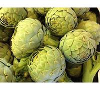 Lote de 20 semillas de alcachofa Globe verde semilla envío de Francia bajo 24 horas semillas certificadas