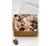 Lote de conchas del mundo