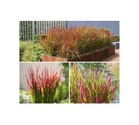 Lote plantas de hierba de sangre japonesa Red Baron de Gardenzo: 4 plantas