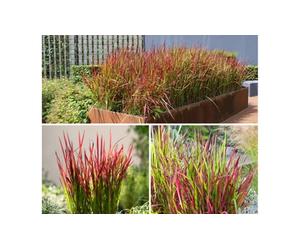 Lote plantas de hierba de sangre japonesa Red Baron de Gardenzo: 8 plantas