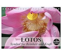 Lotos. Symbol für Reinheit und Kraft (Tischkalender 2026 DIN A5 quer), CALVENDO Monatskalender: Symbol für das Universum und den Göttern geweiht