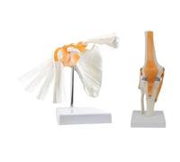 Loufy Anatomía - Modelo de articulación de hombro, esqueleto de anatomía médica, articulación anatómica de rodilla con ligamentos, modelo fácil de instalar