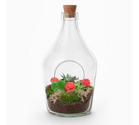 Love in a Bottle Terrario para plantas DIY 16 cm de diámetro x 30 cm de altura - Terrario abierto con planta de corazón Hoya Kerrii - Juego de suculentas - Regalo romántico con instrucciones de