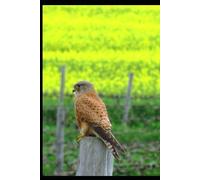 Love Letters to Life: Poetry