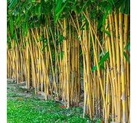 LovePlz 50 unids/Bolsa de bambú Natural Fast Crecimiento Schizostachyum Brachycladum Semillas de Bosque Schizostachyum brachycladum Semillas