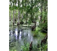 Lowcountry Marsh Still Life Gratitude Journal: 8.5 x 11 large hardcover lined 100-page notebook photo of marsh with trees and flowers nature in Charleston SC